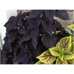 Nasiona Koleus czarny szt.10 Nxx374