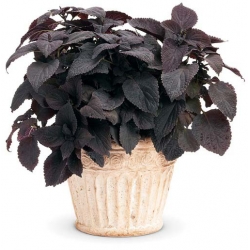 Nasiona Koleus czarny szt.10 Nxx374