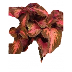 Nasiona Koleus czerwono-brązowy szt.10 N367