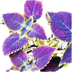 Nasiona Koleus doniczkowy niebieski szt.5 N553