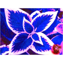 Nasiona Koleus doniczk niebieski szt.5 Nxx553