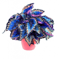 Nasiona Koleus niebiesko-biały szt.10 N366