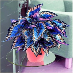 Nasiona Koleus niebiesko-biały szt.10 Nxx366