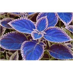 Nasiona Koleus niebiesko-biały szt.10 Nxx366