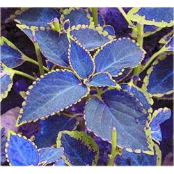 Nasiona Koleus niebiesko-biały szt.10 Nxx366