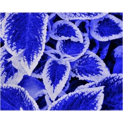 Nasiona Koleus niebiesko-biały szt.10 Nxx366