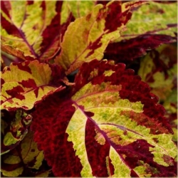 Nasiona Koleus żółto-czerwony szt.5 Nxx306