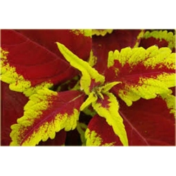 Nasiona Koleus żółto-czerwony szt.5 Nxx306