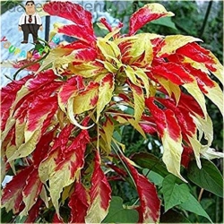 Nasiona Koleus żółto-czerwony szt.5 Nxx306