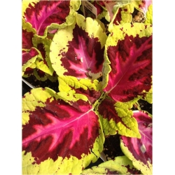 Nasiona Koleus żółto-czerwony szt.5 Nxx306