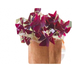 Nasiona Koniczyna czerwone liście szt.5 N265