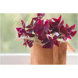 Nasiona Koniczyna czerwone liście szt.5 Nxx265