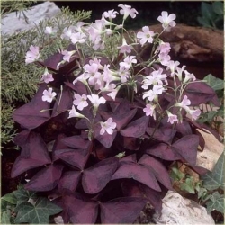 Nasiona Koniczyna czerwone liście szt.5 Nxx265