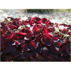 Nasiona Koniczyna czerwone liście szt.5 Nxx265