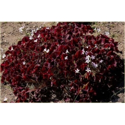 Nasiona Koniczyna czerwone liście szt.5 Nxx265