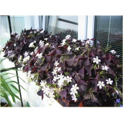 Nasiona Koniczyna czerwone liście szt.5 Nxx265