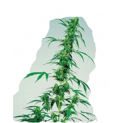 Nasiona Konopie siewne szt.5 N112