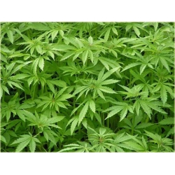 Nasiona Konopie siewne szt.5 Nxx112