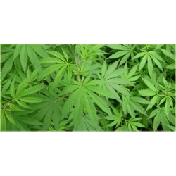 Nasiona Konopie siewne szt.5 Nxx112