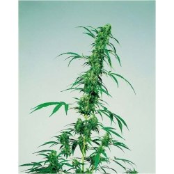 Nasiona Konopie siewne szt.5 Nxx112