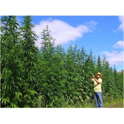 Nasiona Konopie siewne szt.5 Nxx112