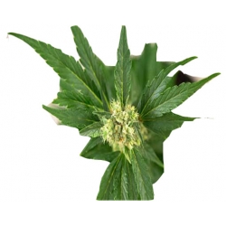 Nasiona Konopie zielone szt.5 N330