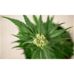 Nasiona Konopie zielone szt.5 Nxx330