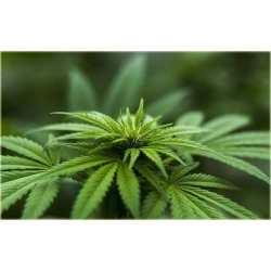 Nasiona Konopie zielone szt.5 Nxx330