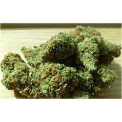 Nasiona Konopie zielone szt.5 Nxx330