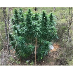 Nasiona Konopie zielone szt.5 Nxx330