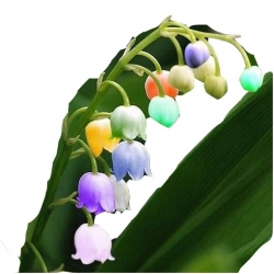 Nasiona Konwalia Tęcza szt.5 N68