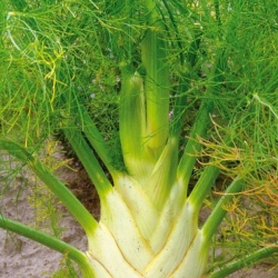 Nasiona Koper włoski fenkuł szt.20 Nxx721