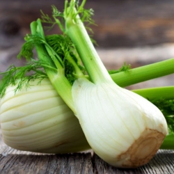 Nasiona Koper włoski fenkuł szt.20 Nxx721