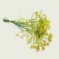 Nasiona Koper włoski fenkuł szt.20 Nxx721