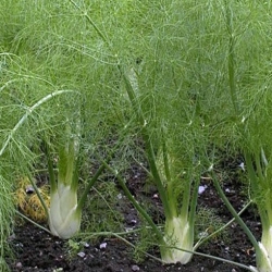 Nasiona Koper włoski fenkuł szt.20 Nxx721