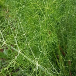 Nasiona Koper włoski fenkuł szt.20 Nxx721