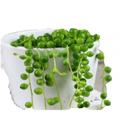 Nasiona Koraliki Starzec Rowleyanus szt.5 N429