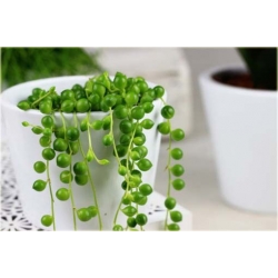 Nasiona Koraliki Starzec Rowleyanus szt.5 Nxx429