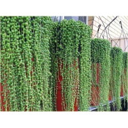 Nasiona Koraliki Starzec Rowleyanus szt.5 Nxx429