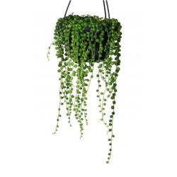 Nasiona Koraliki Starzec Rowleyanus szt.5 Nxx429