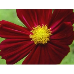 Nasiona Kosmos czerwony cosmos szt.10 Nxx712