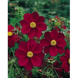 Nasiona Kosmos czerwony cosmos szt.10 Nxx712