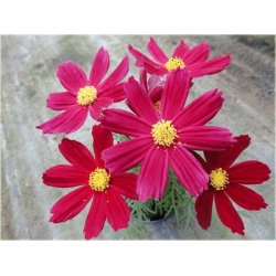 Nasiona Kosmos czerwony cosmos szt.10 Nxx712