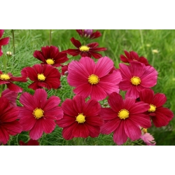 Nasiona Kosmos czerwony cosmos szt.10 Nxx712