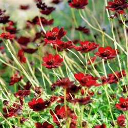 Nasiona Kosmos czerwony cosmos szt.10 Nxx712