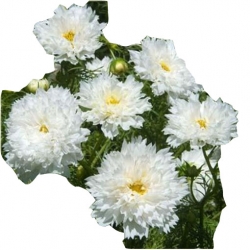 Nasiona Kosmos podwójny biały cosmos szt. N642