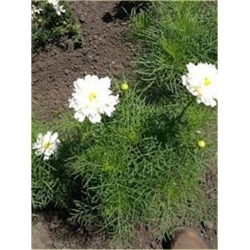 Nasiona Kosmos podwójny biały szt.5 Nxx642