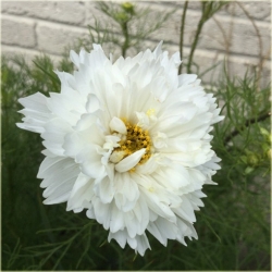 Nasiona Kosmos podwójny biały szt.5 Nxx642