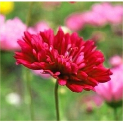 Nasiona Kosmos podwójny czerwony szt.5 Nxx641