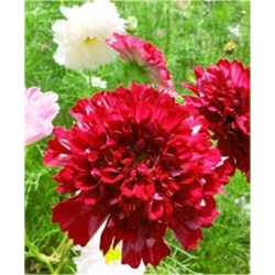 Nasiona Kosmos podwójny czerwony szt.5 Nxx641